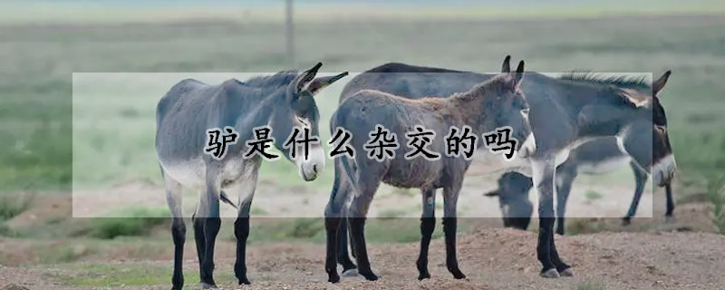 驢是什麼雜交的嗎