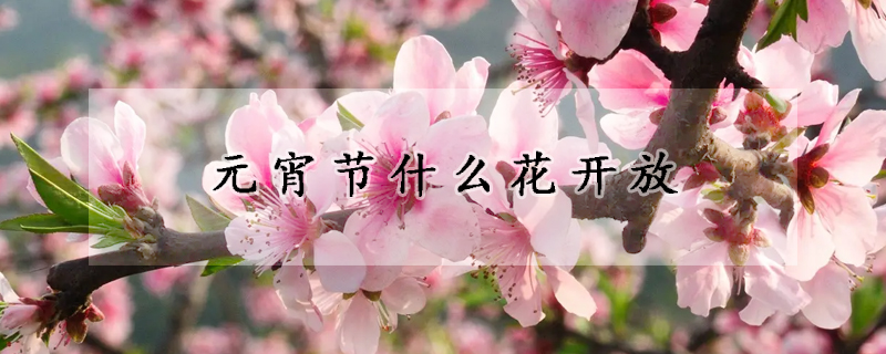 元宵節什麼花開放