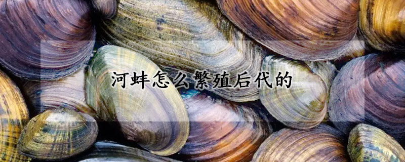 河蚌怎麼繁殖後代的