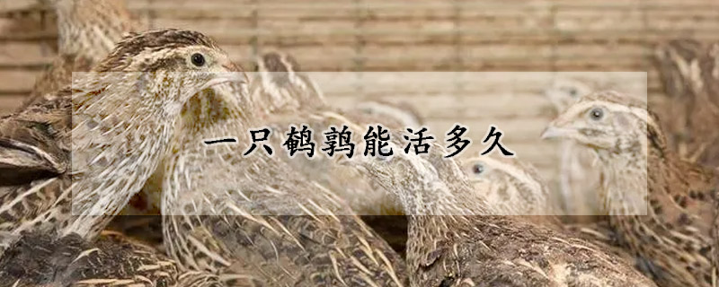 一隻鵪鶉能活多久