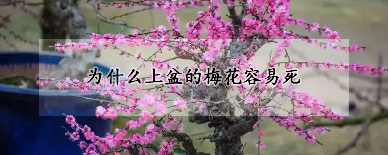 為什麼上盆的梅花容易死