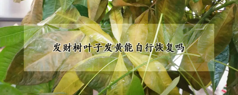 發財樹葉子發黃能自行恢複嗎