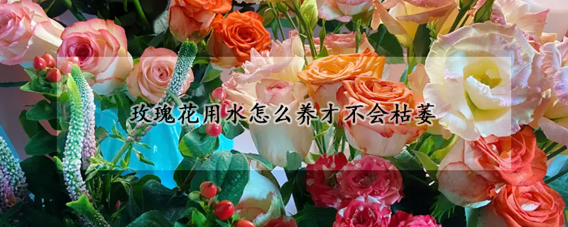 玫瑰花用水怎麼養才不會枯萎