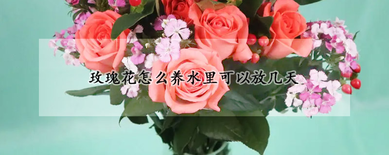 玫瑰花怎麼養水裏可以放幾天