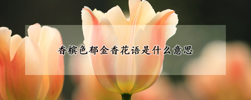 香檳色鬱金香花語是什麼意思