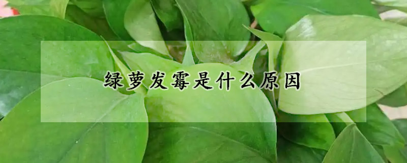 綠蘿發黴是什麼原因