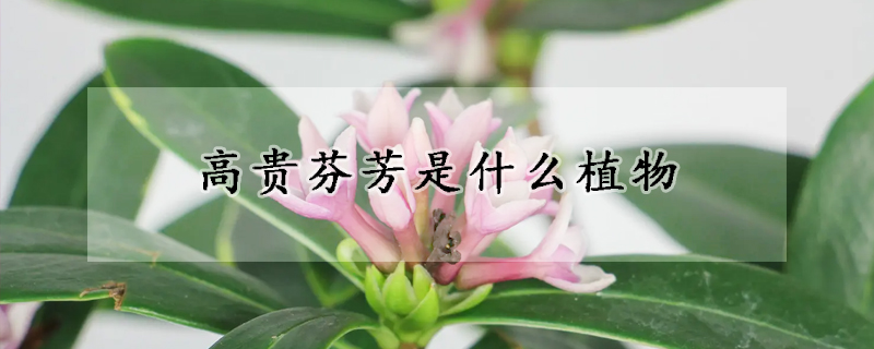 高貴芬芳是什麼植物