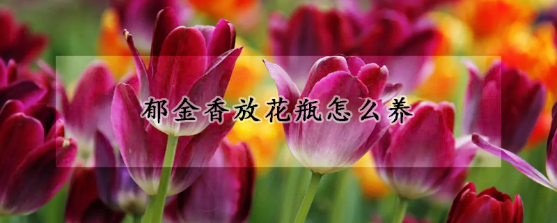 鬱金香放花瓶怎麼養