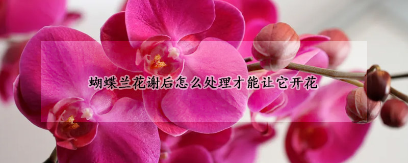蝴蝶蘭花謝後怎麼處理才能讓它開花