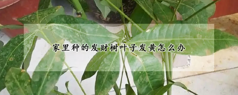家裏種的發財樹葉子發黃怎麼辦