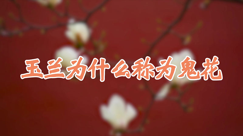 玉蘭為什麼稱為鬼花