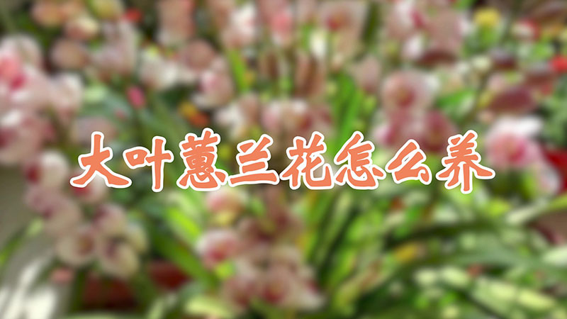 大葉蕙蘭花怎麼養