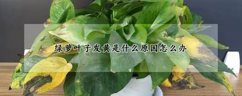 綠蘿葉子發黃是什麼原因怎麼辦
