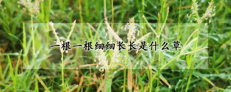 一根一根細細長長是什麼草