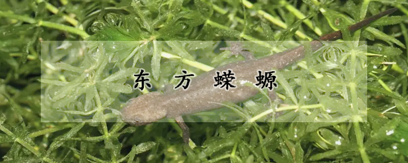 東方蠑螈吃什麼