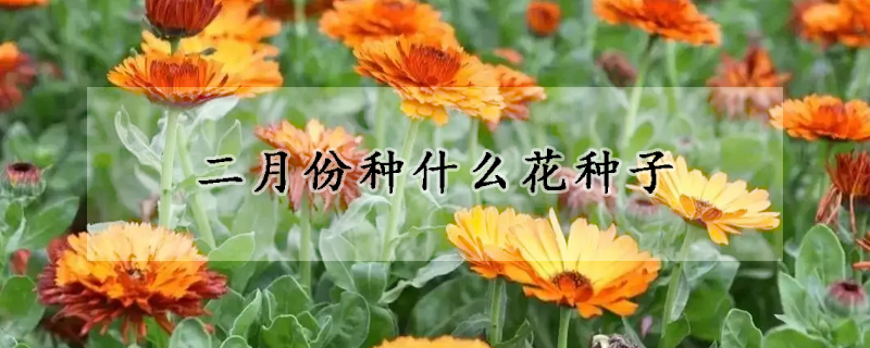二月份種什麼花種子