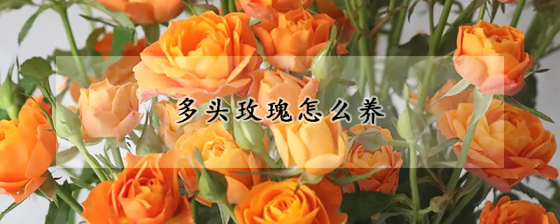 多頭玫瑰怎麼養