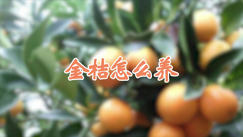 金桔怎麼養