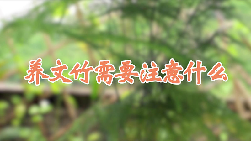 養文竹需要注意什麼