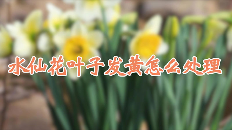 水仙花葉子發黃怎麼處理