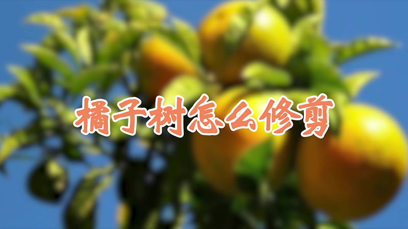 橘子樹怎麼修剪