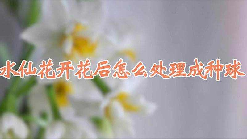 水仙花開花後怎麼處理成種球