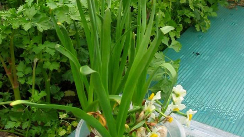 為什麼水仙花隻長葉子不開花