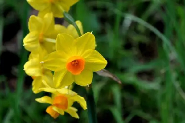 為什麼水仙花隻長葉子不開花