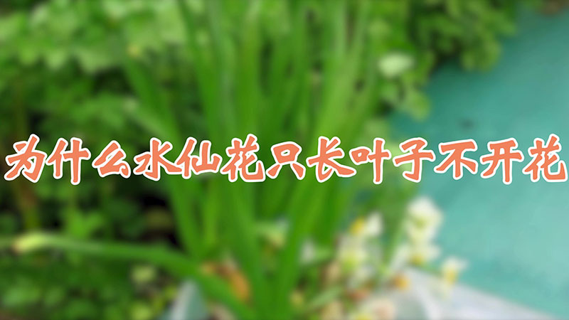 為什麼水仙花隻長葉子不開花