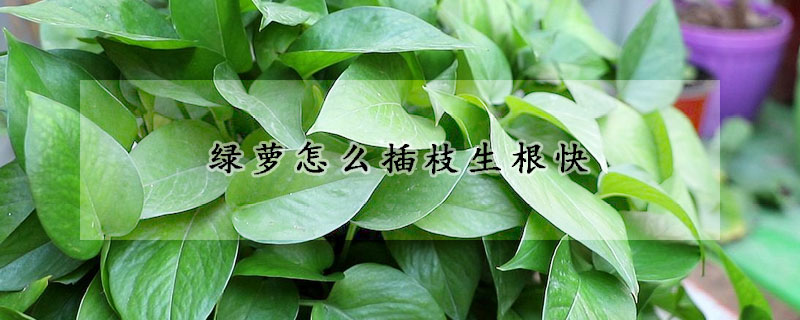 綠蘿怎麼插枝生根快