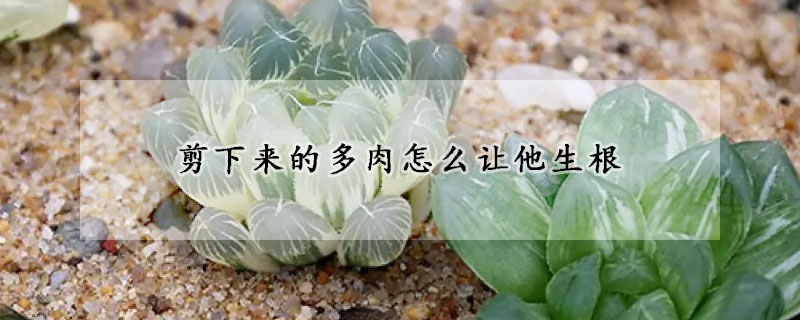 剪下來的多肉怎麼讓他生根