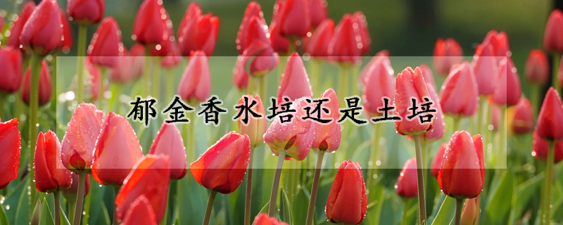 鬱金香水培還是土培