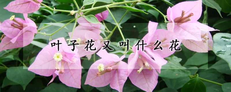 葉子花又叫什麼花