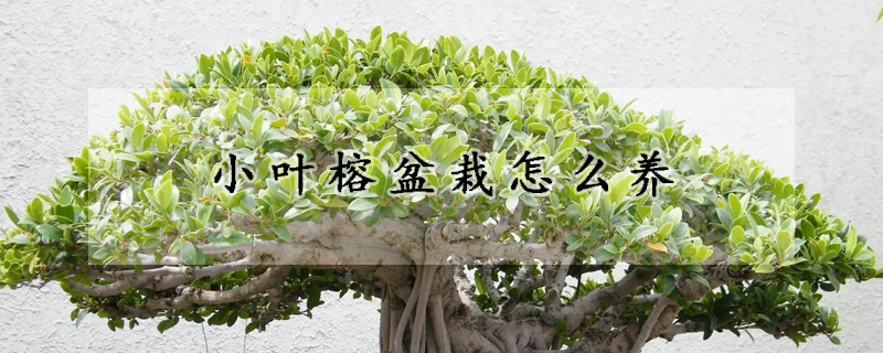 小葉榕盆栽怎麼養