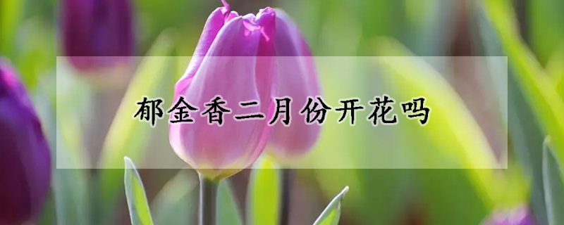 鬱金香二月份開花嗎