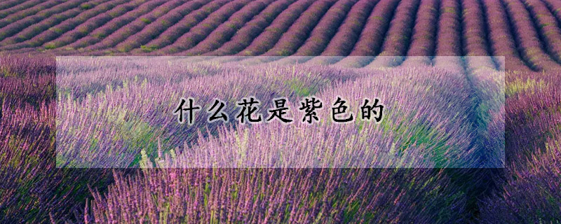 什麼花是紫色的