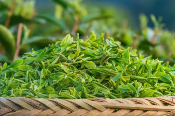 新昌西湖龍井是綠茶嗎 新昌西湖龍井屬於哪種茶葉