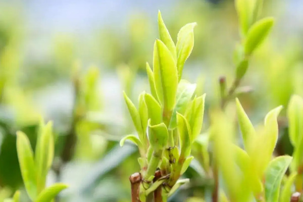 新昌西湖龍井是綠茶嗎 新昌西湖龍井屬於哪種茶葉