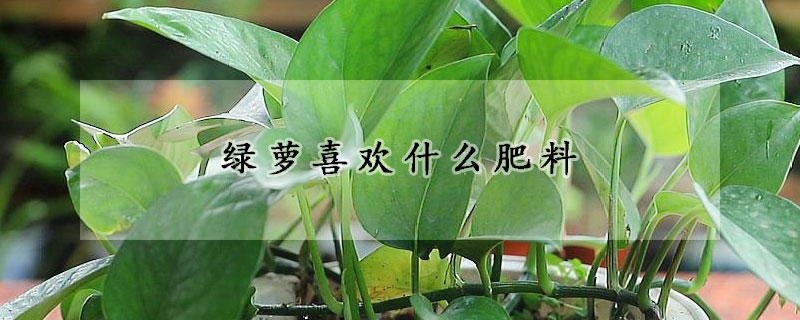 綠蘿喜歡什麼肥料
