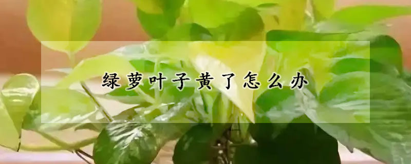 綠蘿葉子黃了怎麼辦