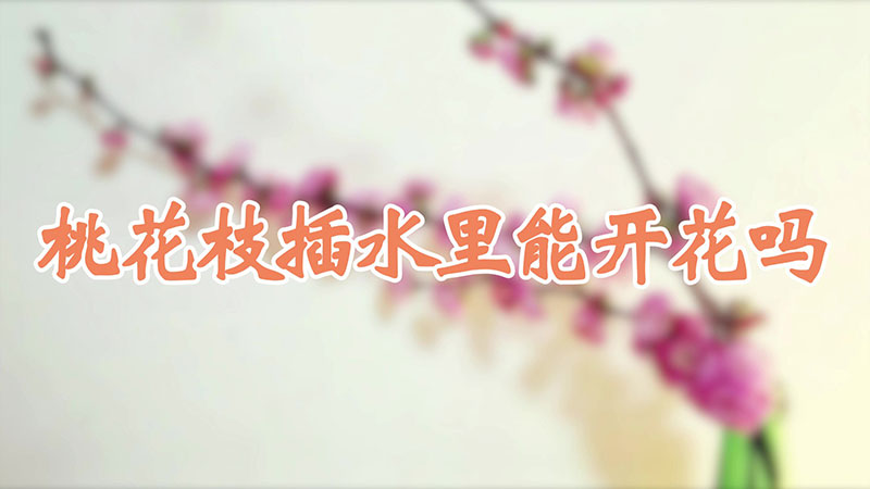 桃花枝插水裏能開花嗎