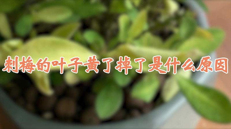 刺梅的葉子黃了掉了是什麼原因
