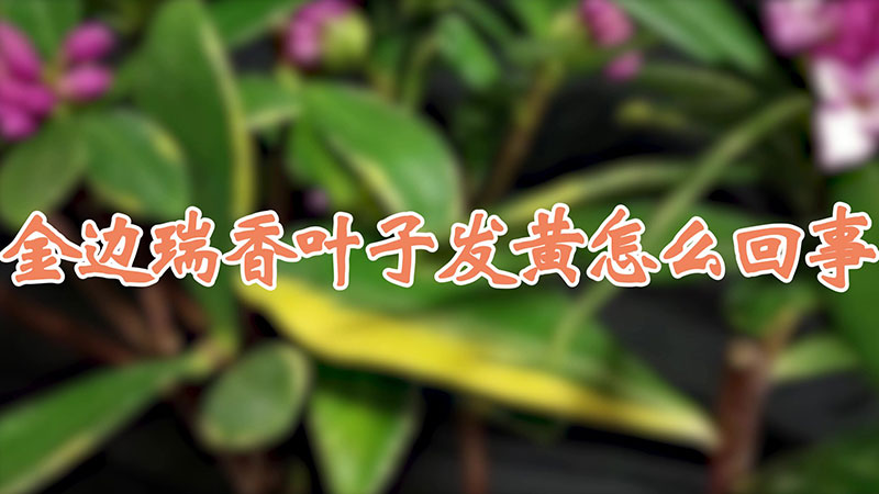 金邊瑞香葉子發黃怎麼回事