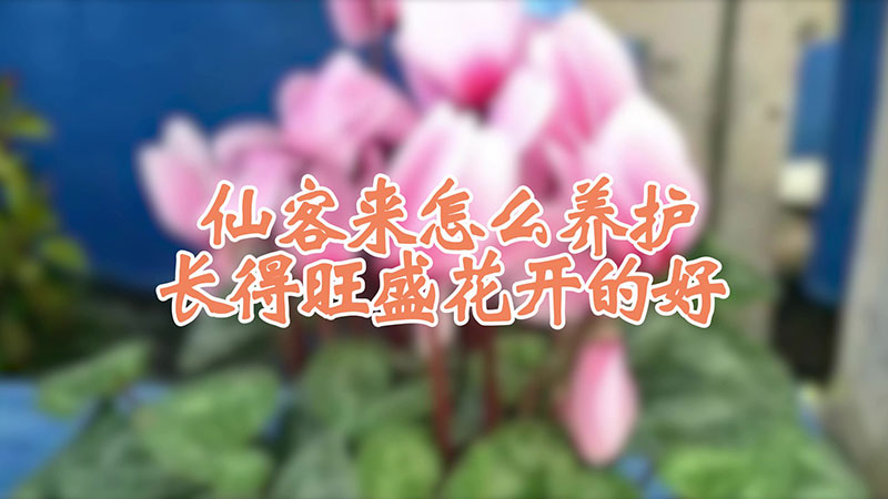仙客來怎麼養護長得旺盛花開的好