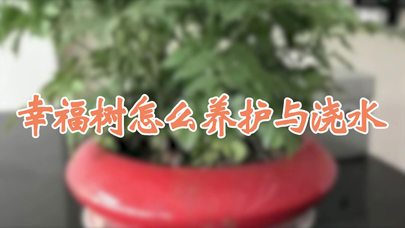 幸福樹怎麼養護與澆水