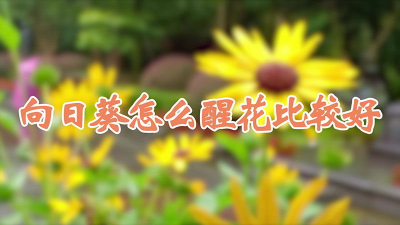 向日葵怎麼醒花比較好