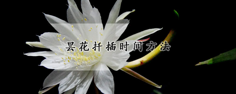 曇花扡插時間方法