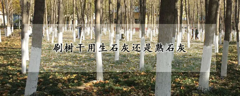 刷樹幹用生石灰還是熟石灰
