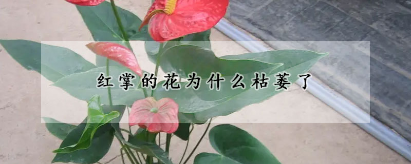 紅掌的花為什麼枯萎了