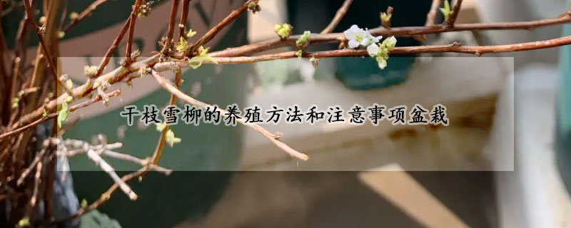 幹枝雪柳的養殖方法和注意事項盆栽